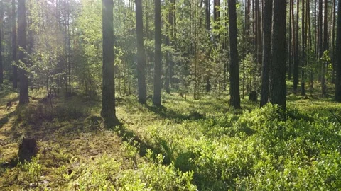 Sunrise in summer forest 스톡 동영상 155420851