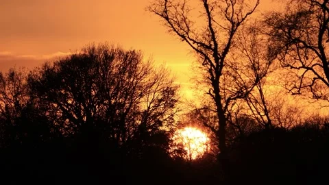 Sunrise sun between trees  Stock Footage 188537628