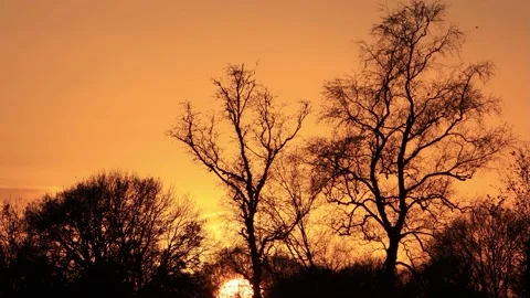 Sunrise sun between trees  Stock Footage 196963802
