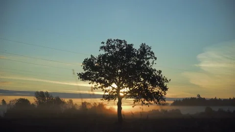 Sunrise sun rays through tree branches in a foggy morning Stock Footage 76165589