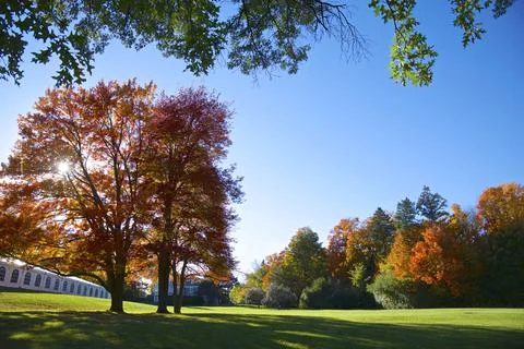 Sunrise with sunlight through the maple leaf tree in autumn Stock Photos