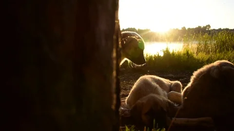 At sunrise, the sun's rays are a source of happiness for dogs. Stock Footage 121479863