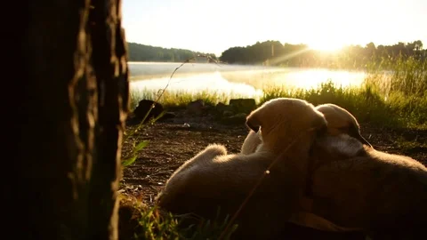 At sunrise, the sun's rays are a source of Stock Footage 121479867