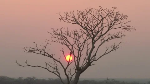 Sunrise / sunset behind a tree Stock Footage 84720628
