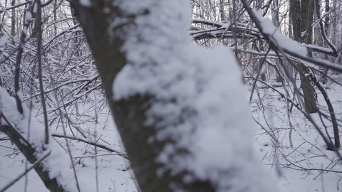 Sunrise sunset behind the trees in winter forest with snow Stock Footage 102477502