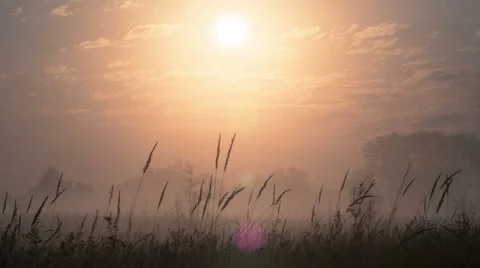 The sunrise (sunset) with clouds above spikelets and forest Vídeo Stock 52424943