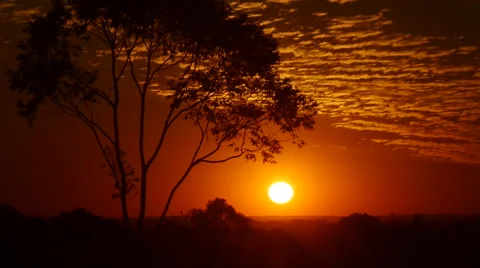 Sunrise Sunset Over Trees. Forest, african, tropical. Real time Stock Footage 66655313
