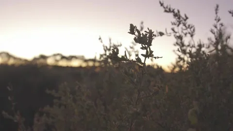 Sunrise Sunset Plants Stock Footage
