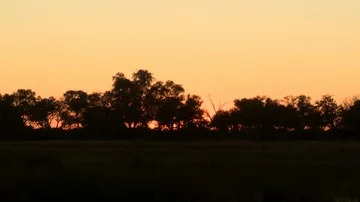Sunrise / sunset timelapse though silhouetted trees Video stock 85537187