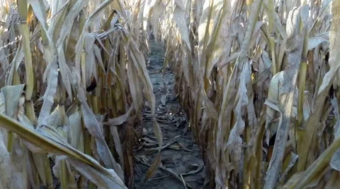Sunrise / sunset view walking within a cornfield maize farm field in autumn Stock Footage 56063637