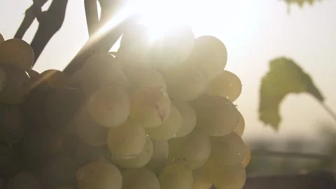Sunrise, sunset in the Vineyard Stock Footage 153862298