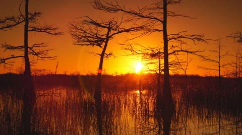 Sunrise in Swamp Time lapse Stock Footage 60735120