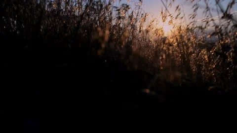 Sunrise with swaying grass Stock Footage 277339822