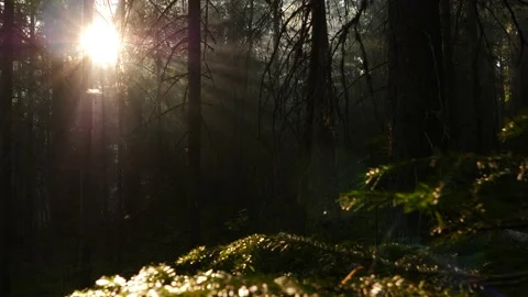Sunrise in taiga Siberia Stock Footage 168526813