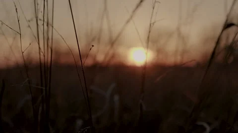 Sunrise Tall Grass Stock Footage 301348059