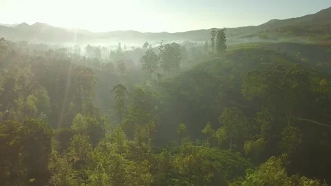 Sunrise Tea Valley from a drone Stock Footage 248783286