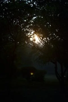 Sunrise through the branches of trees in a dirt path Foto stock