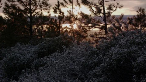 Sunrise through the Evergreen Trees Video stock 83234912