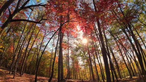 Sunrise Through Fall Trees Northern Georgia 動画素材 276319220