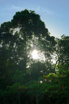 Sunrise through the foliage of a tree Stock Photos