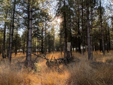 Sunrise Through Forest Stock Photos