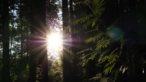 Sunrise through  the forest in Siberia Video stock 168525413