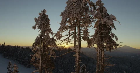 Sunrise Through Frozen Trees On Winter Snow Landscape Red Dragon Camera Stock Footage 59677803