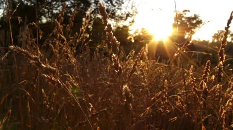Sunrise Through The Grass Vídeos de archivo 24724478