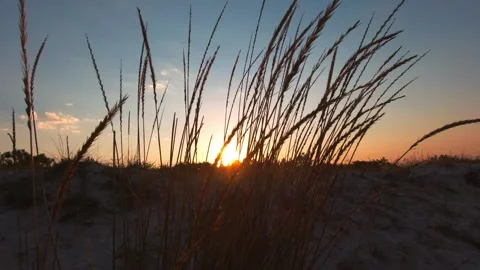 Sunrise through the grass stems in the early morning Stock Footage 275940519