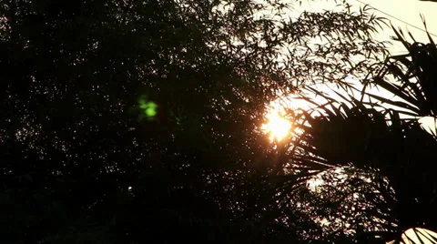 Sunrise Through Leaves Stock Footage 30258515