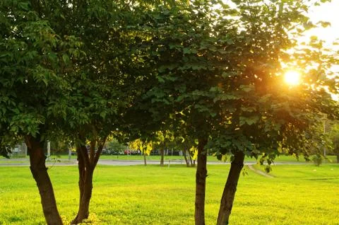 Sunrise through the leaves of the tree Stock-Fotos