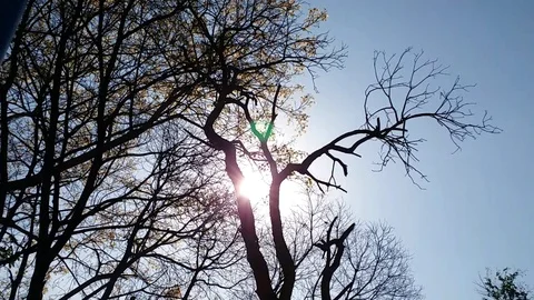 Sunrise through morning tree branches Stock Footage 108623686