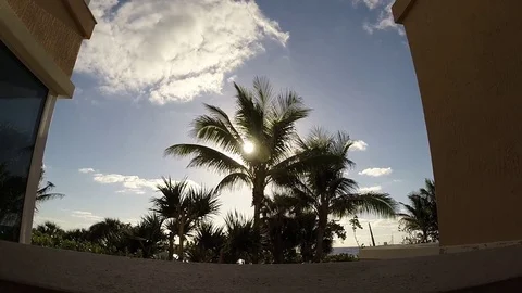 Sunrise through Palm Tree Stock Footage 76284155