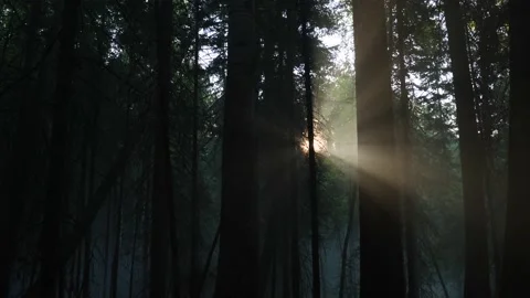 Sunrise through the thicket in Siberia Stock Footage 168526167