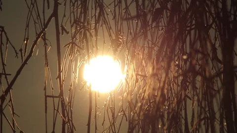 Sunrise through tree branches. Stock-Footage 99871061
