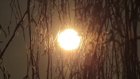 Sunrise through tree branches. Slow motion. Video stock 99872420