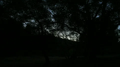 Sunrise through trees Stock Footage 639525