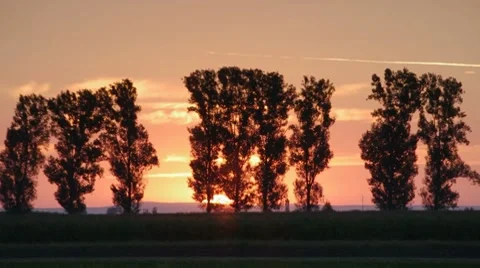 Sunrise through trees Stock Footage 8579618