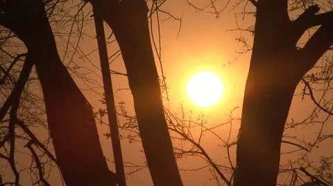 Sunrise through the trees 库存影片 10869697