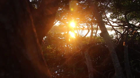 Sunrise Through Trees 库存影片 52179123