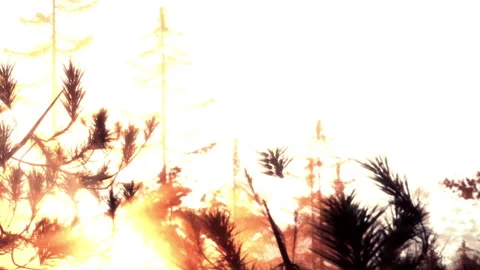 Sunrise through trees in a forest during early morning hours Stock Footage 344848120