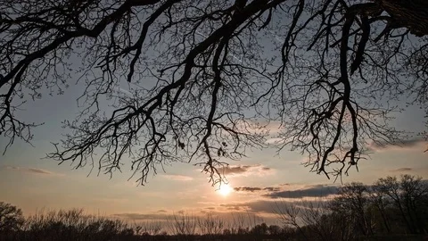 Sunrise Through Trees In Forest At Sunset Stock Footage 80186602
