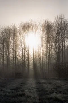 Sunrise through trees Foto stock