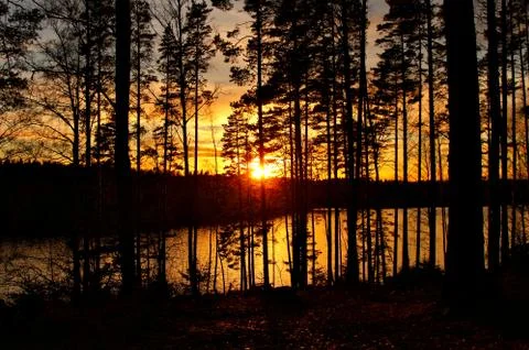 Sunrise through the trees Stock Photos