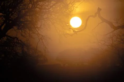 Sunrise through the trees. Stock Photos