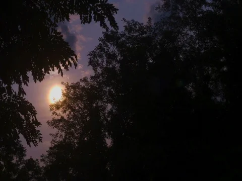 Sunrise Through Trees Timelapse Stock Footage 79971864