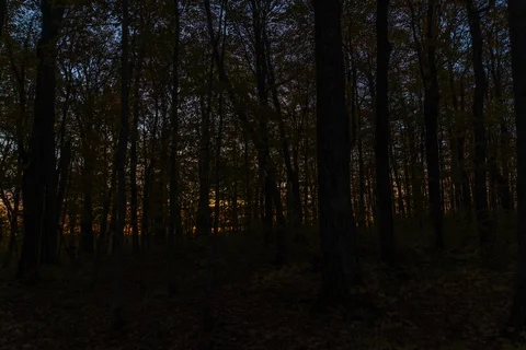 Sunrise through yellow forest Stock Footage 128667264