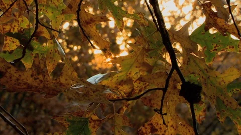 Sunrise thru Fall Leaves Video stock 106896768