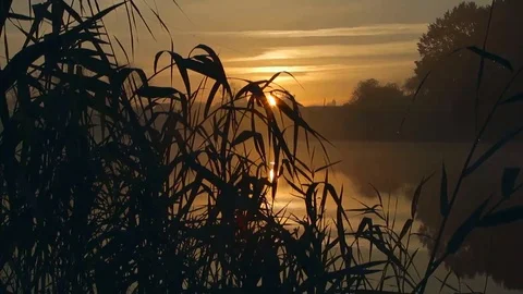 Sunrise thru the reeds Stock Footage 69255286