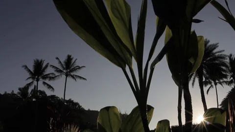 Sunrise with ti leaf in foreground Stock Footage 71205237